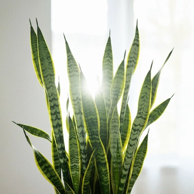 Close-up of a vibrant, healthy snake plant with clear air around it, symbolizing air purification and low pollen. No text, no words, no typography, no labels, clean image.